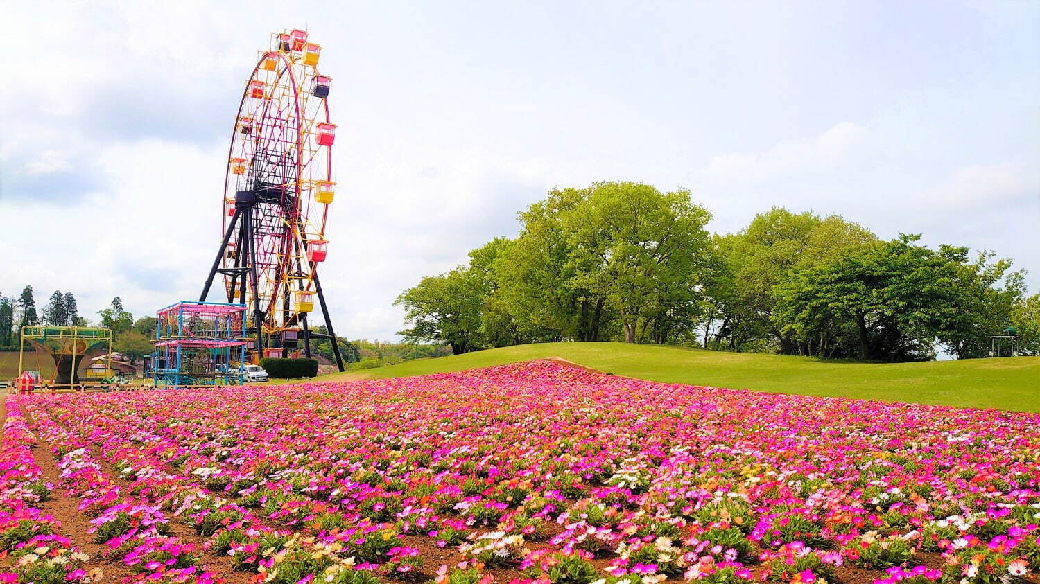 東京ドイツ村に春の花々が開花 - 数万株の芝桜やネモフィラ、リビングストンデイジーが見頃に｜写真5