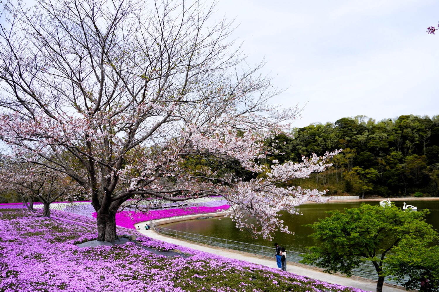 東京ドイツ村に春の花々が開花 - 数万株の芝桜やネモフィラ、リビングストンデイジーが見頃に｜写真2