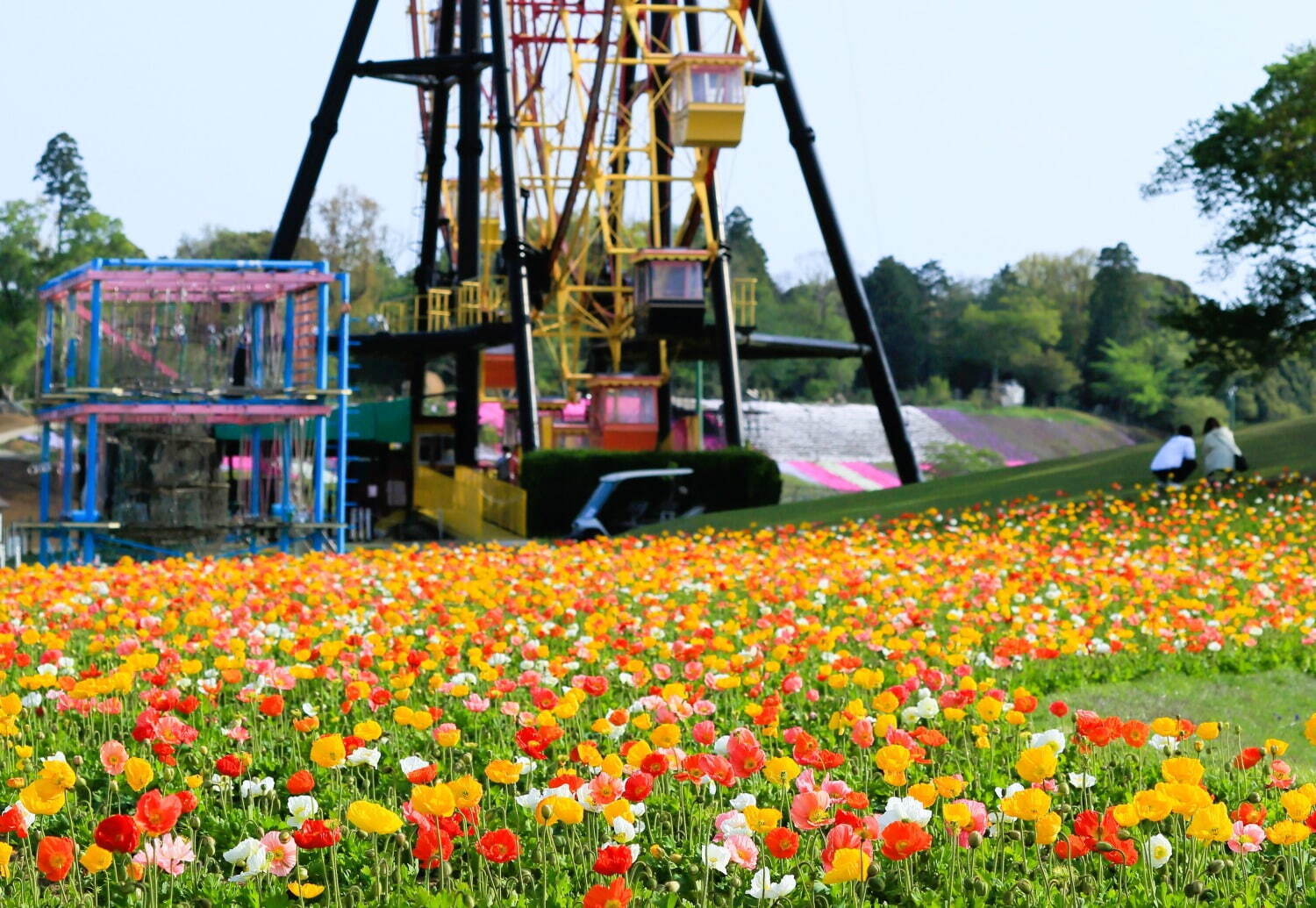 東京ドイツ村に春の花々が開花 - 数万株の芝桜やネモフィラ、リビングストンデイジーが見頃に｜写真6