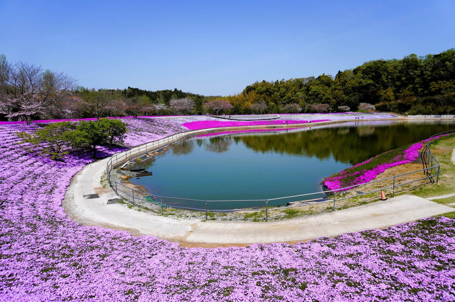 東京ドイツ村に春の花々が開花 - 数万株の芝桜やネモフィラ、リビングストンデイジーが見頃に｜写真3