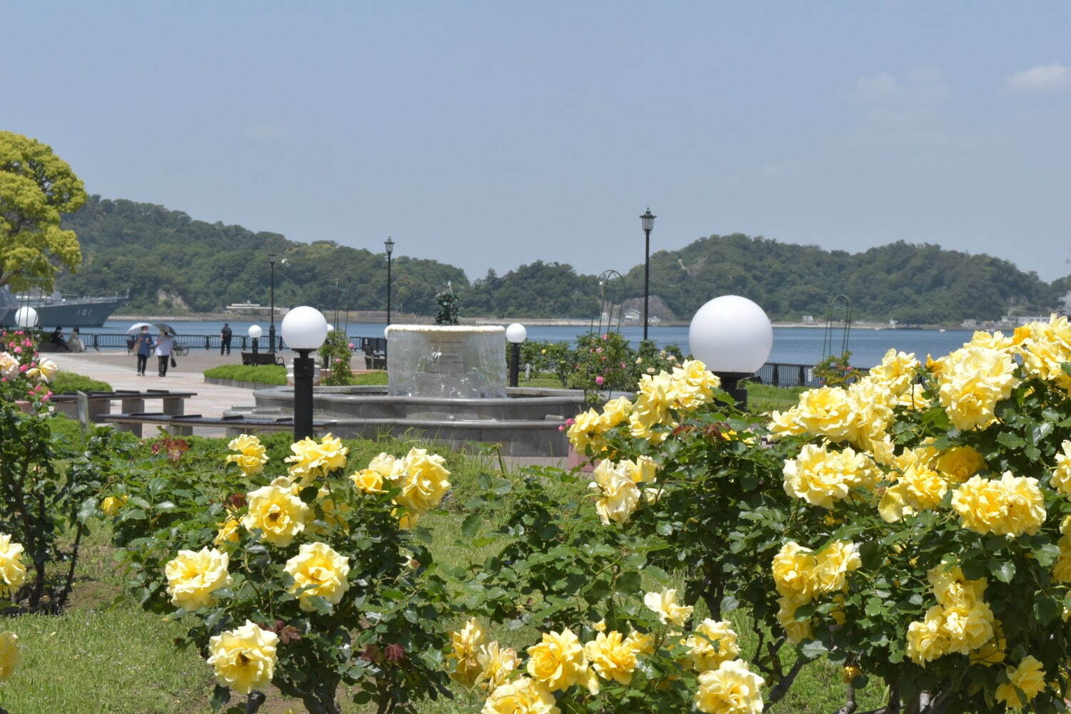 横須賀市ヴェルニー公園「春のローズフェスタ」色や香りが異なる多彩な約130類の“春バラ”が見頃に｜写真11