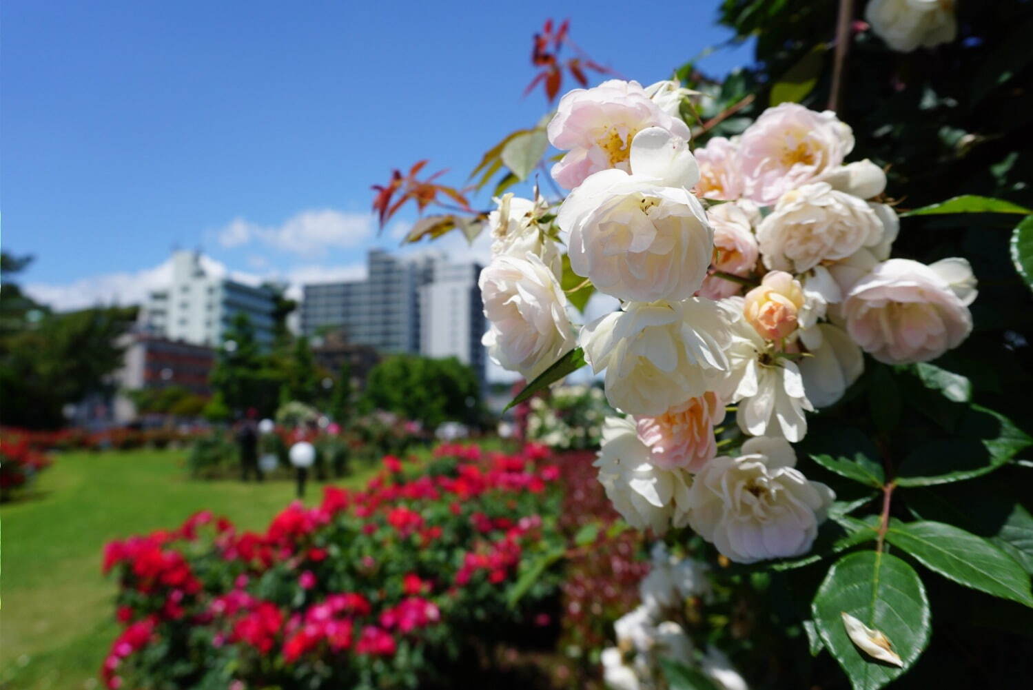 横須賀市ヴェルニー公園「春のローズフェスタ」色や香りが異なる多彩な約130類の“春バラ”が見頃に｜写真4