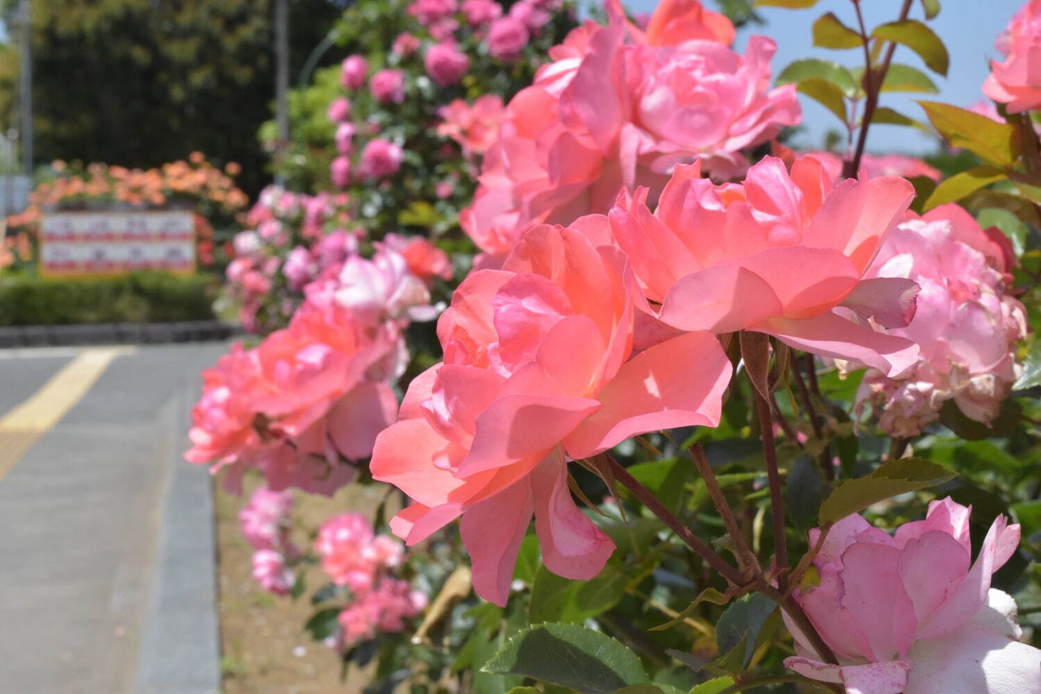 横須賀市ヴェルニー公園「春のローズフェスタ」色や香りが異なる多彩な約130類の“春バラ”が見頃に｜写真8