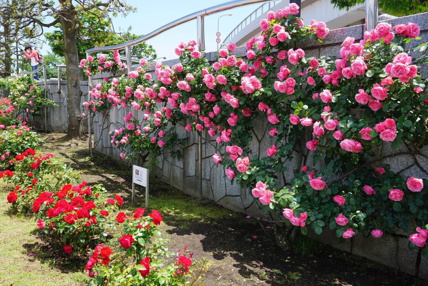 横須賀市ヴェルニー公園「春のローズフェスタ」色や香りが異なる多彩な約130類の“春バラ”が見頃に｜写真6