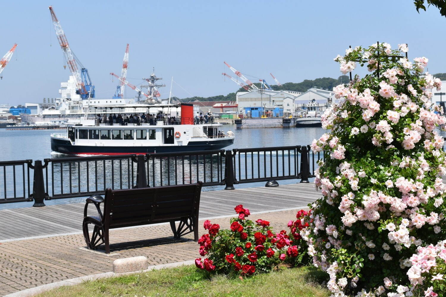 横須賀市ヴェルニー公園「春のローズフェスタ」色や香りが異なる多彩な約130類の“春バラ”が見頃に｜写真3