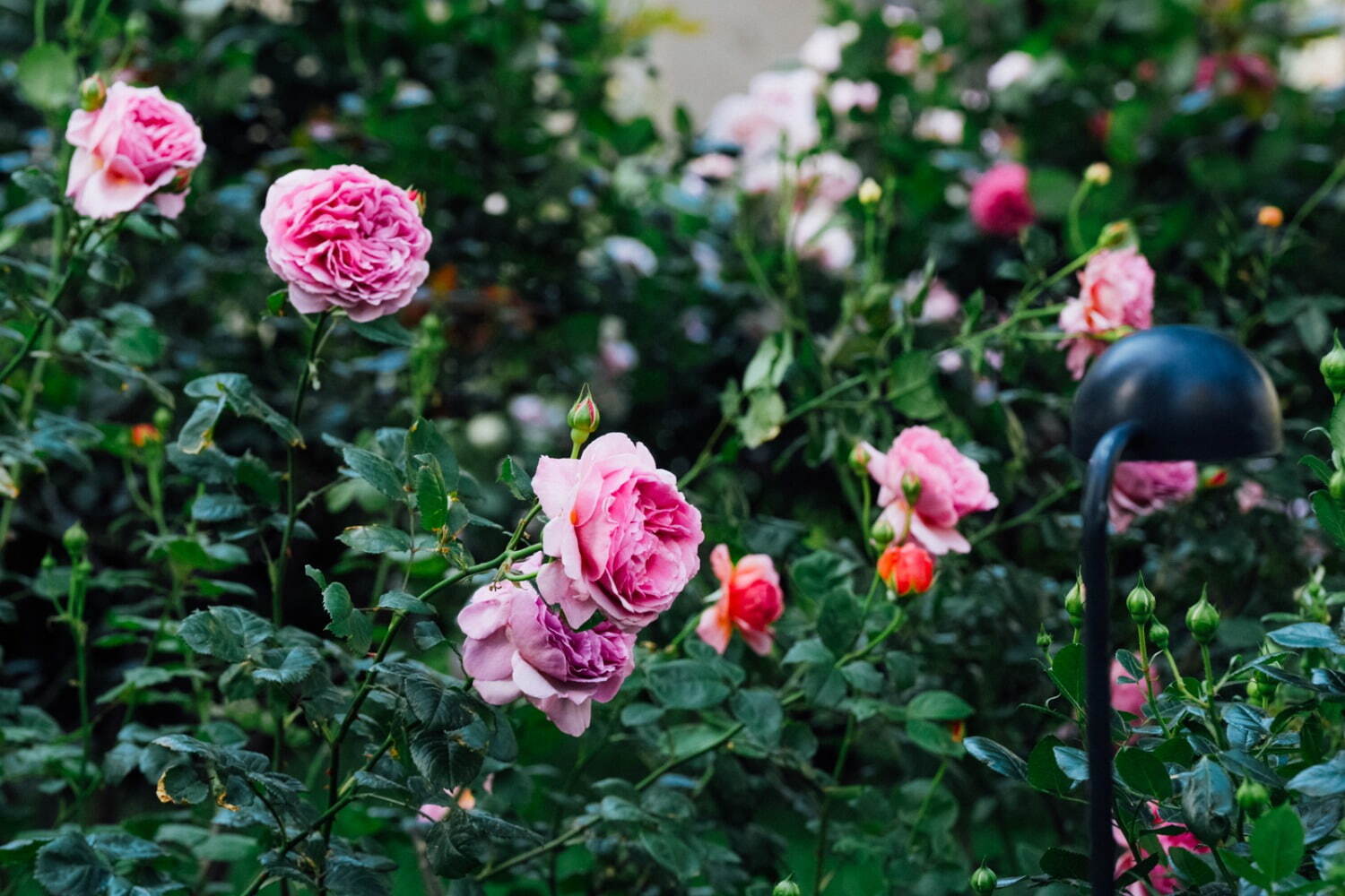 東京ガーデンテラス紀尾井町「ローズ」の限定イベント、“バラ色”スイーツ＆約90品種のバラが咲く庭園｜写真28
