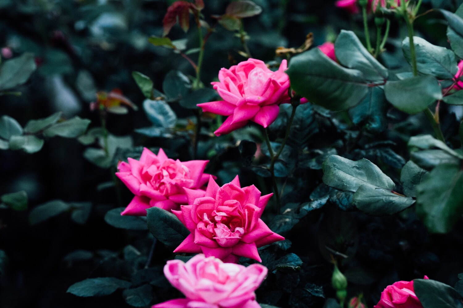 東京ガーデンテラス紀尾井町「ローズ」の限定イベント、“バラ色”スイーツ＆約90品種のバラが咲く庭園｜写真39