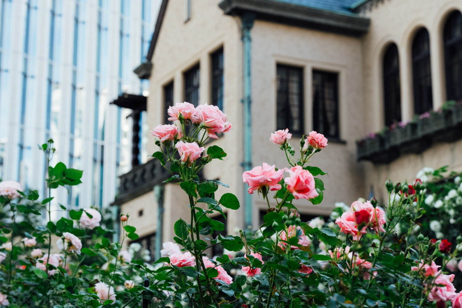 東京ガーデンテラス紀尾井町「ローズ」の限定イベント、“バラ色”スイーツ＆約90品種のバラが咲く庭園｜写真17