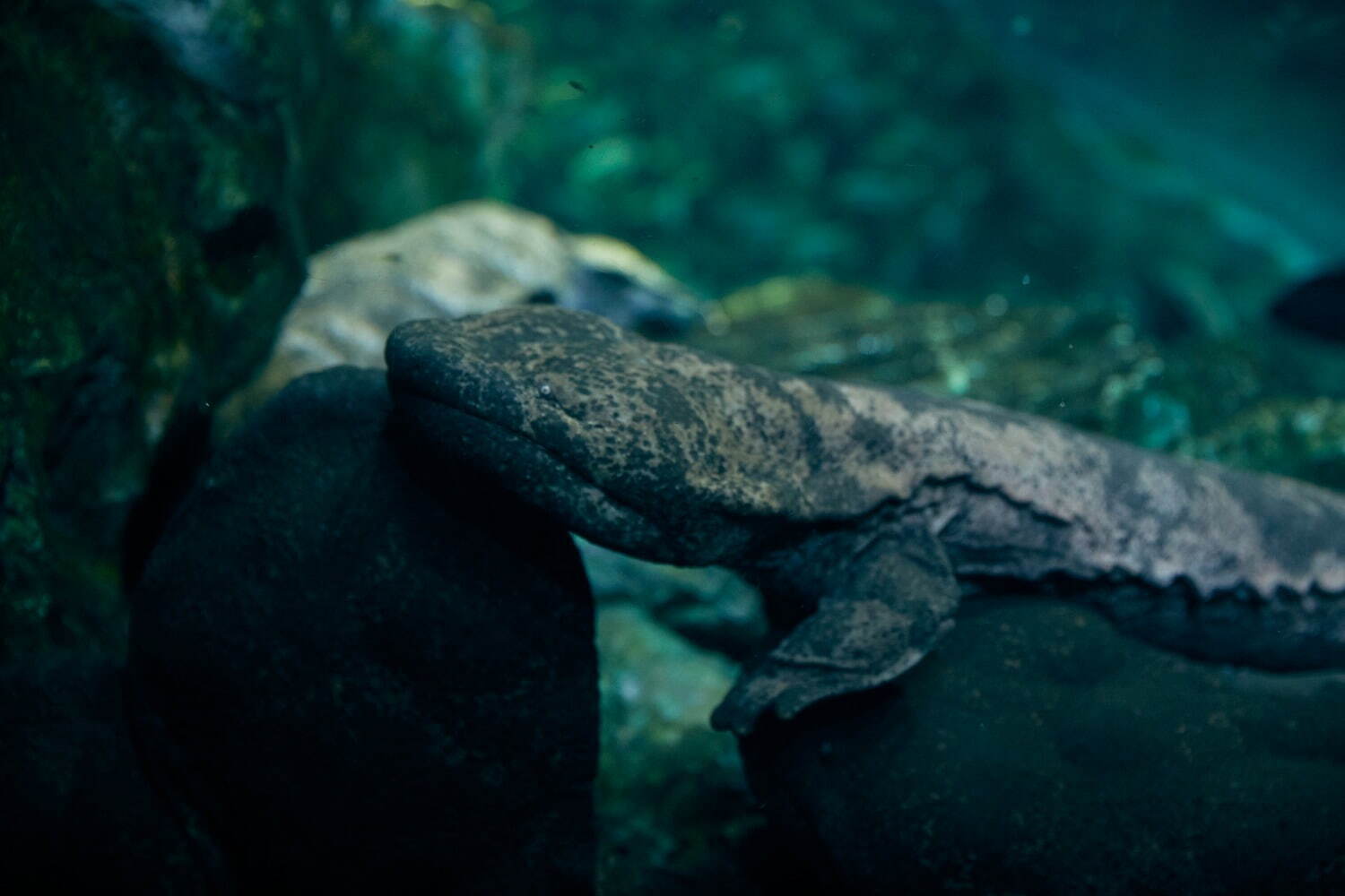 京都水族館「夜のすいぞくかん」幻想的な照明で演出、夜にしか見られないペンギンやオットセイの寝顔も｜写真8