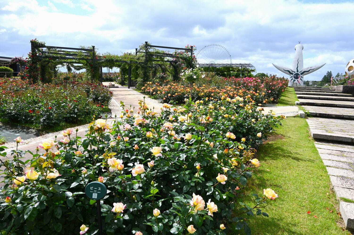 大阪・万博記念公園「春のローズフェスタ」華やかな“春バラ”約250品種・2,400株の絶景｜写真5