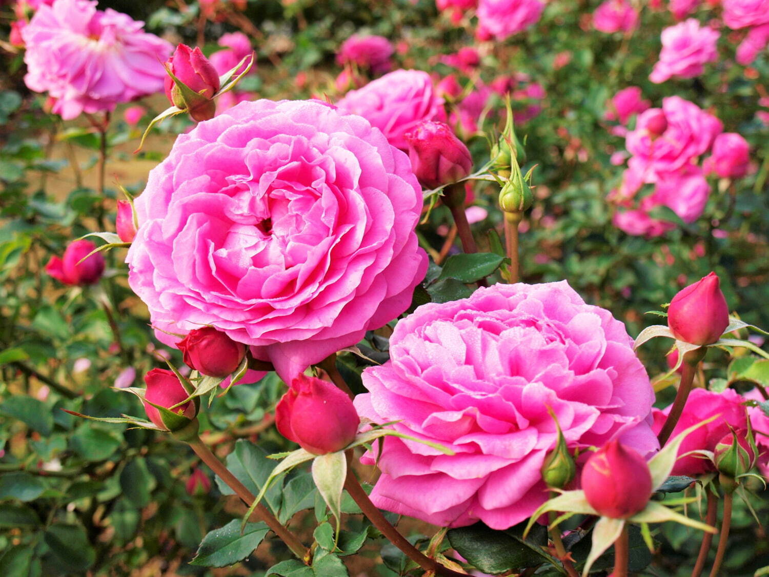 大阪・万博記念公園「春のローズフェスタ」華やかな“春バラ”約250品種・2
