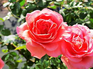 大阪・万博記念公園「春のローズフェスタ」華やかな“春バラ”約250品種・2
