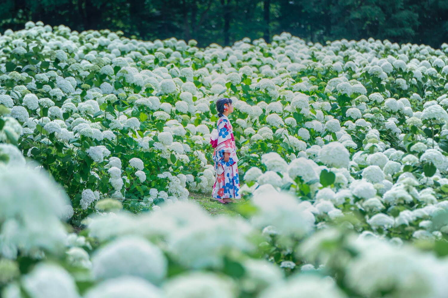 広島・フラワーヴィレッジ 花夢の里「あじさいとタチアオイの丘」一面アナベルが咲く白い花畑など｜写真3