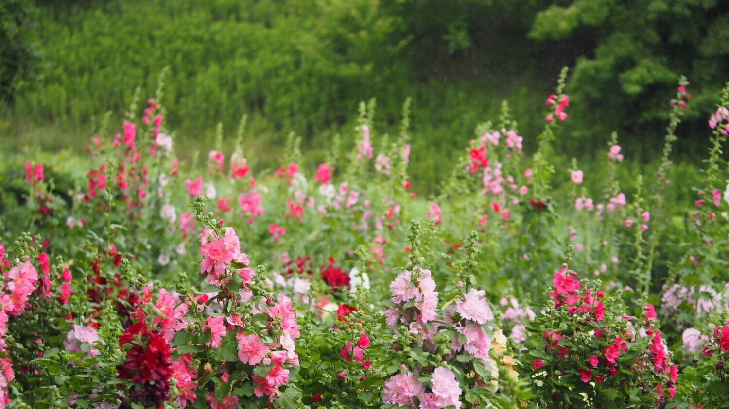広島・フラワーヴィレッジ 花夢の里「あじさいとタチアオイの丘」一面アナベルが咲く白い花畑など｜写真6