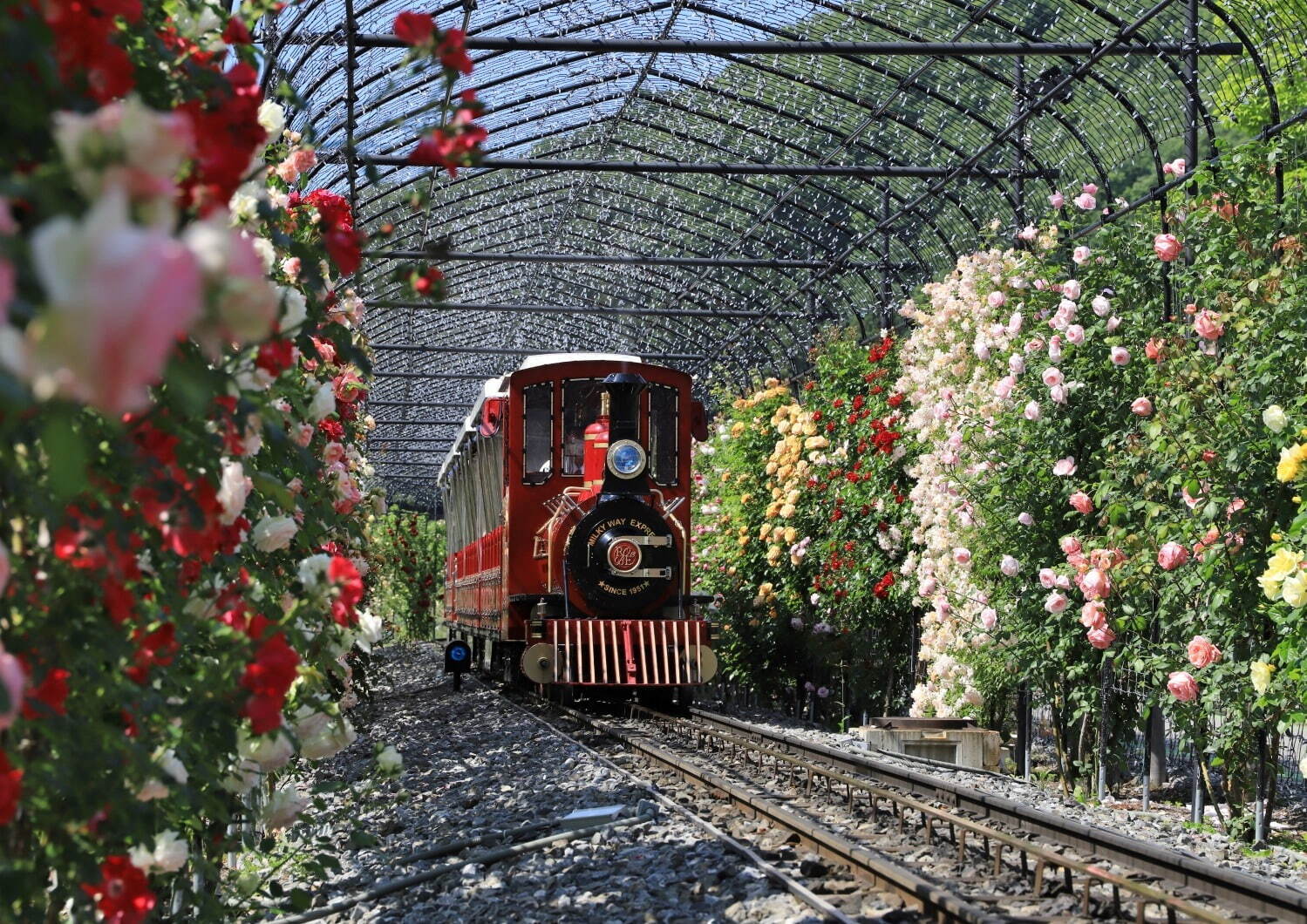 ローザン鉄道ミルキーウェイのバラのトンネル