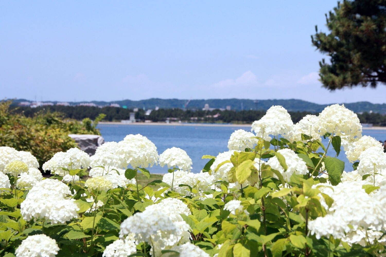 横浜・八景島シーパラダイス「八景島あじさい祭」県内最大級の2万株が咲く絶景、水族館で限定イベントも｜写真2