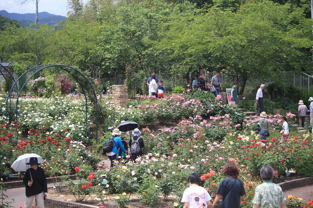 植物園「大阪府立花の文化園」のバラが見頃に、約500品種・1,400株が開花｜写真2