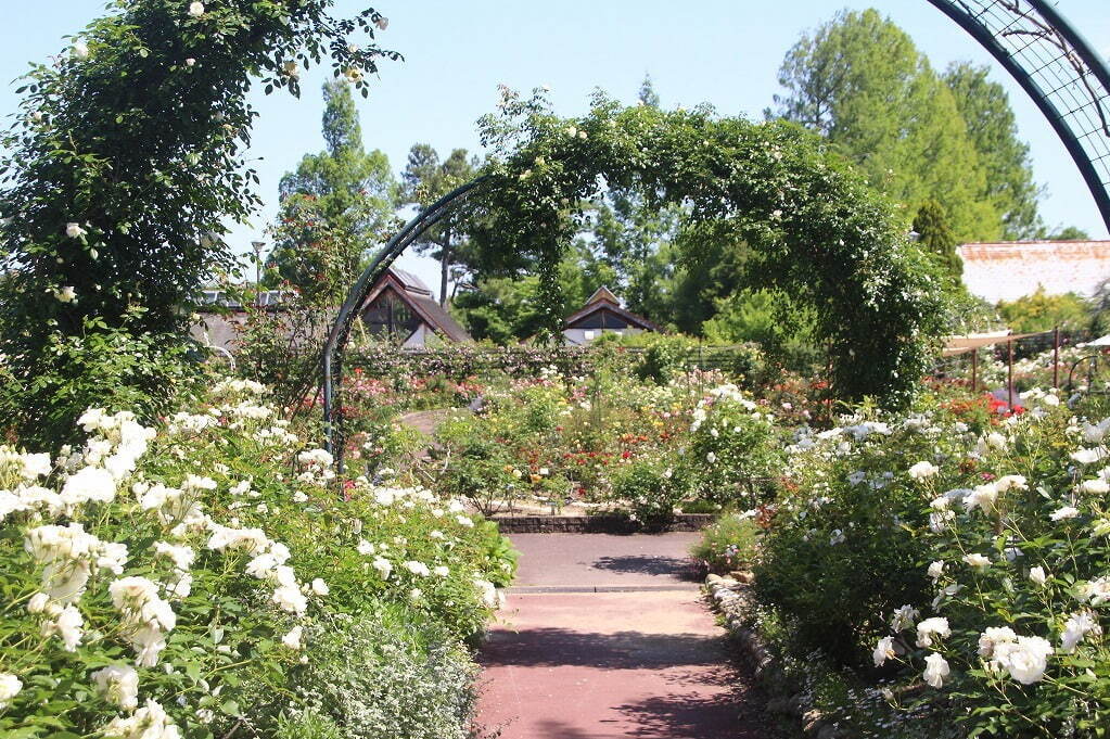 植物園「大阪府立花の文化園」のバラが見頃に、約500品種・1,400株が開花｜写真17