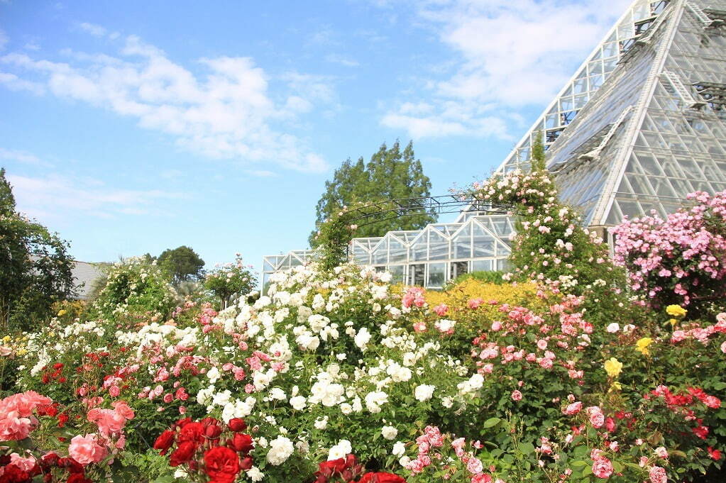 植物園「大阪府立花の文化園」のバラが見頃に、約500品種・1,400株が開花｜写真1