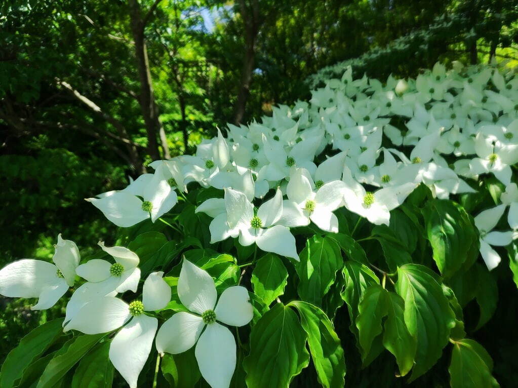 植物園「大阪府立花の文化園」のバラが見頃に、約500品種・1,400株が開花｜写真14