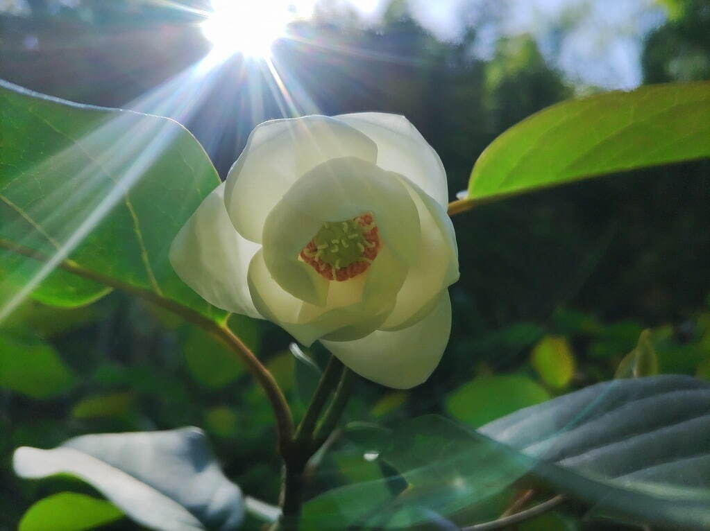 植物園「大阪府立花の文化園」のバラが見頃に、約500品種・1,400株が開花｜写真12