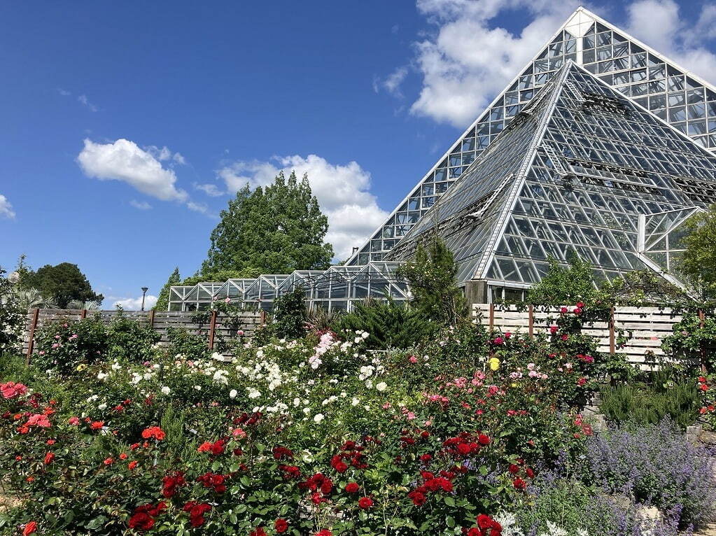 植物園「大阪府立花の文化園」のバラが見頃に、約500品種・1,400株が開花｜写真3