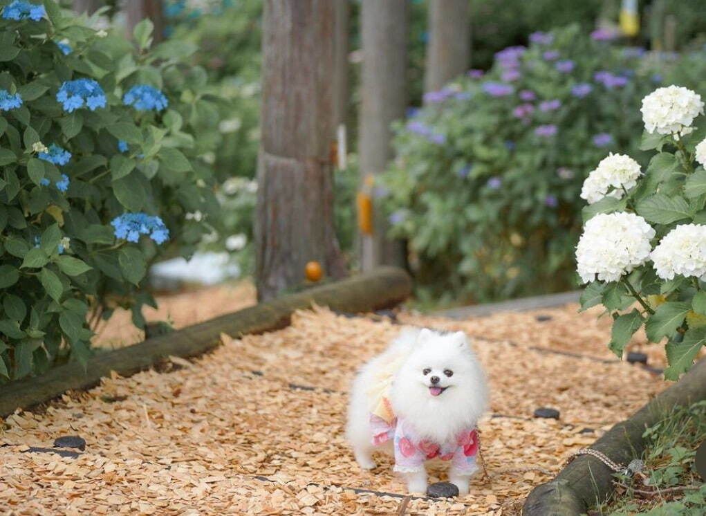 静岡・三島スカイウォーク「あじさい祭」205品種13,000株が見頃に、紫陽花着想スイーツも｜写真7