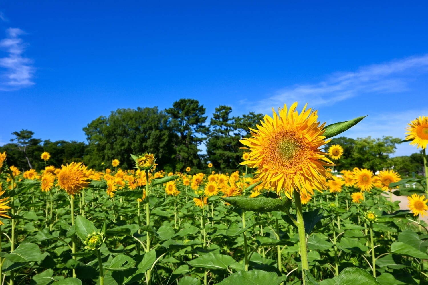 夏のおでかけ特集＜関西の夏イベント2024＞大阪・京都・兵庫の夏休み遊べるスポット｜写真19