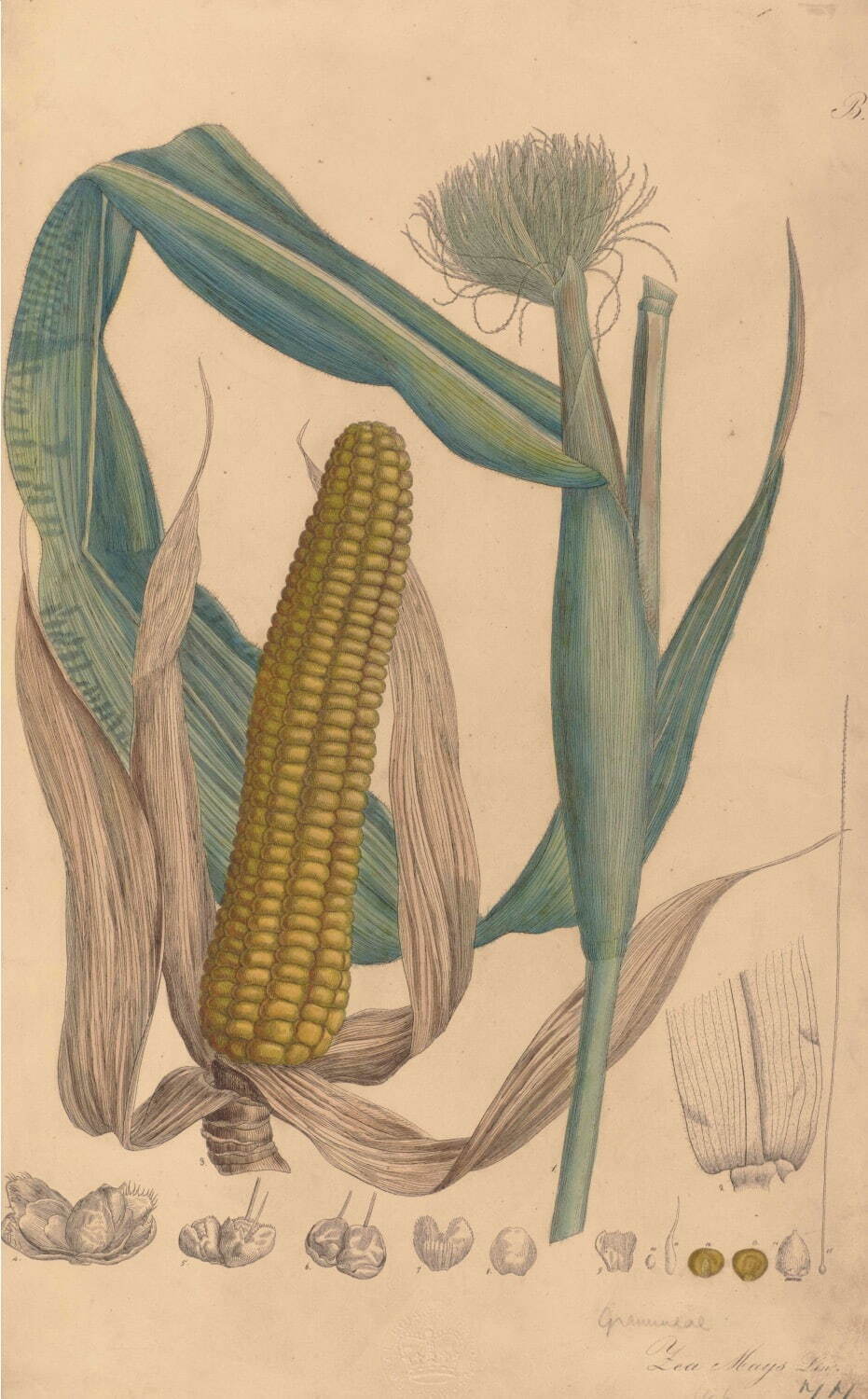 エメ・コンスタン・フィデル・アンリ 《トウモロコシ》 1828-33年
エングレーヴィング、手彩色／紙 キュー王立植物園蔵
©RBG KEW