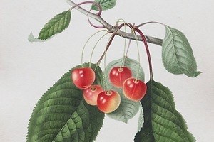 展覧会「おいしいボタニカル・アート」群馬県立近代美術館で - 果物やハーブなど“食”の植物画を紹介