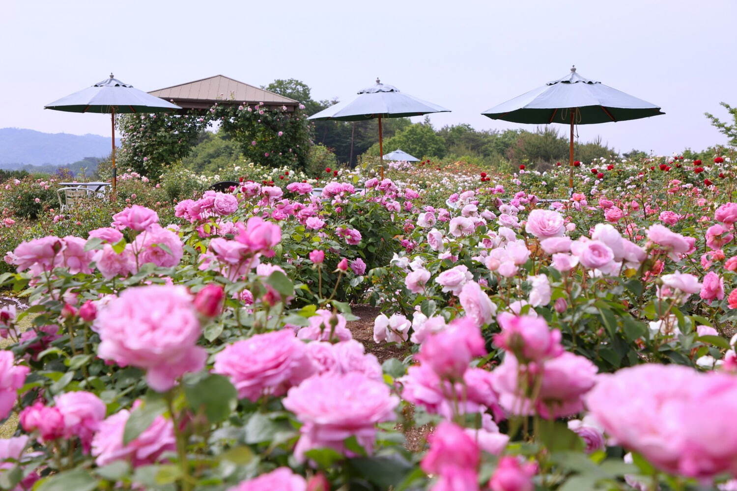 広島・そらの花畑世羅高原花の森「ローズフェスタ」150品種7,200株が見頃に、茜空×バラの絶景も｜写真2