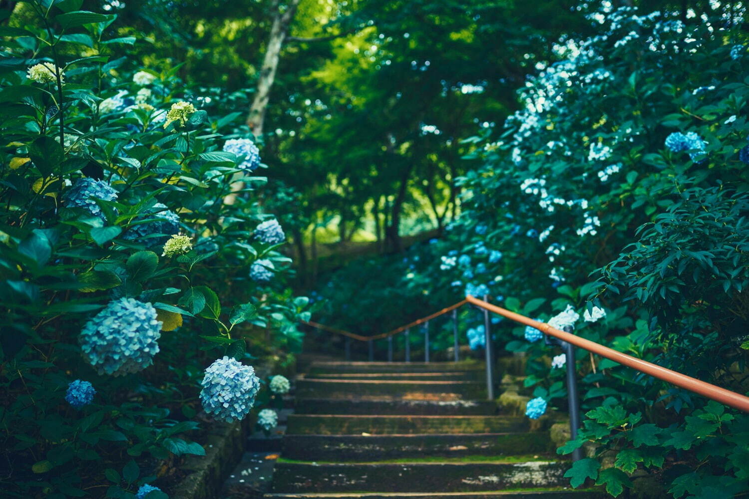 神戸布引ハーブ園「アジサイ」が見頃に、“古城”展望テラス＆林の小径で約1,500株の紫陽花を観賞｜写真2