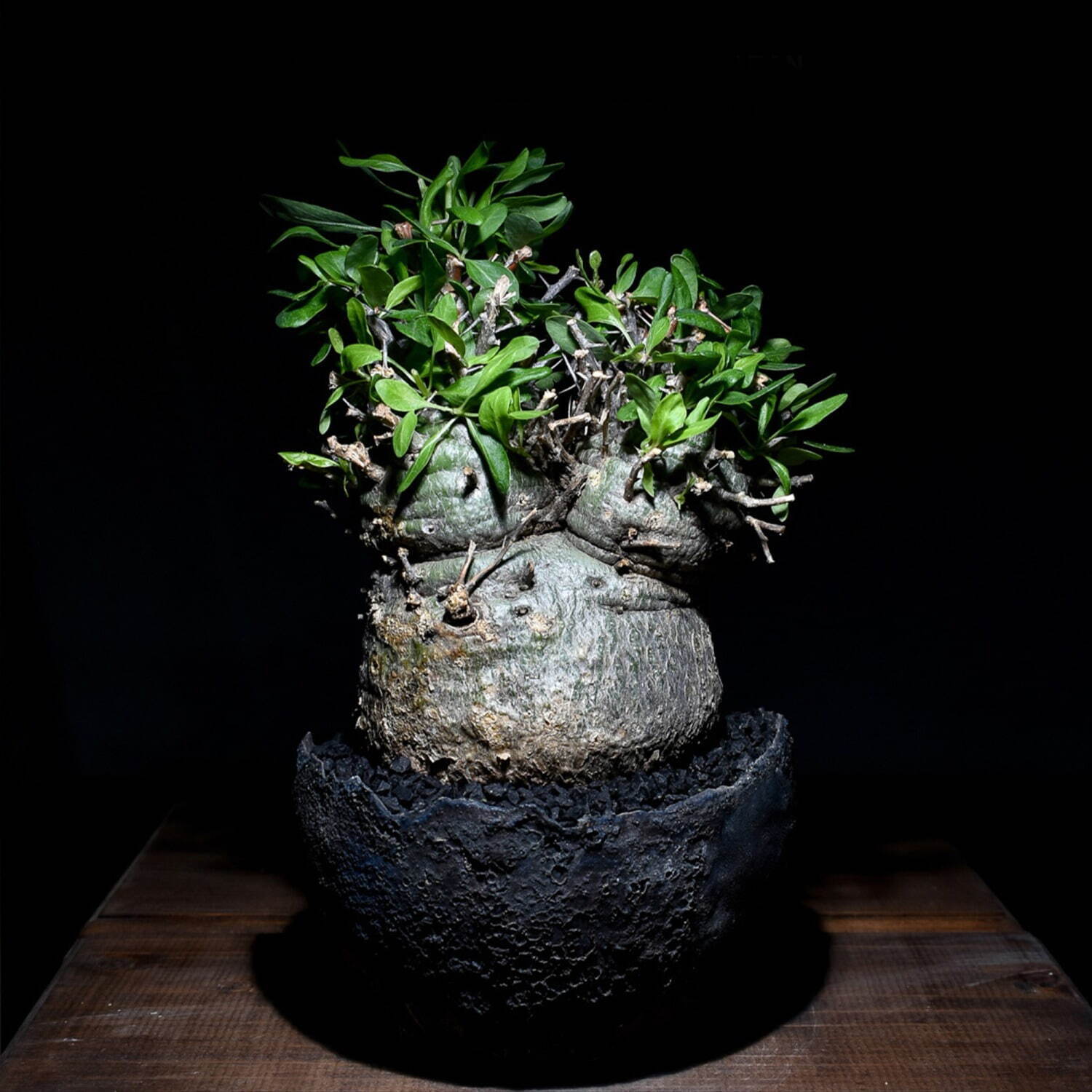 植物ショップ「ラフラム」“ぽってり”丸い希少な塊根植物が阪急メンズ東京に集結、植物棚やアート作品も｜写真11