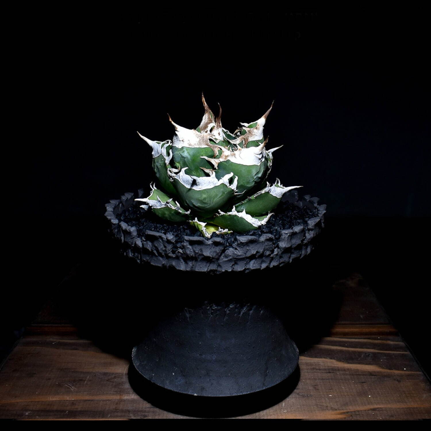 植物ショップ「ラフラム」“ぽってり”丸い希少な塊根植物が阪急メンズ東京に集結、植物棚やアート作品も｜写真19