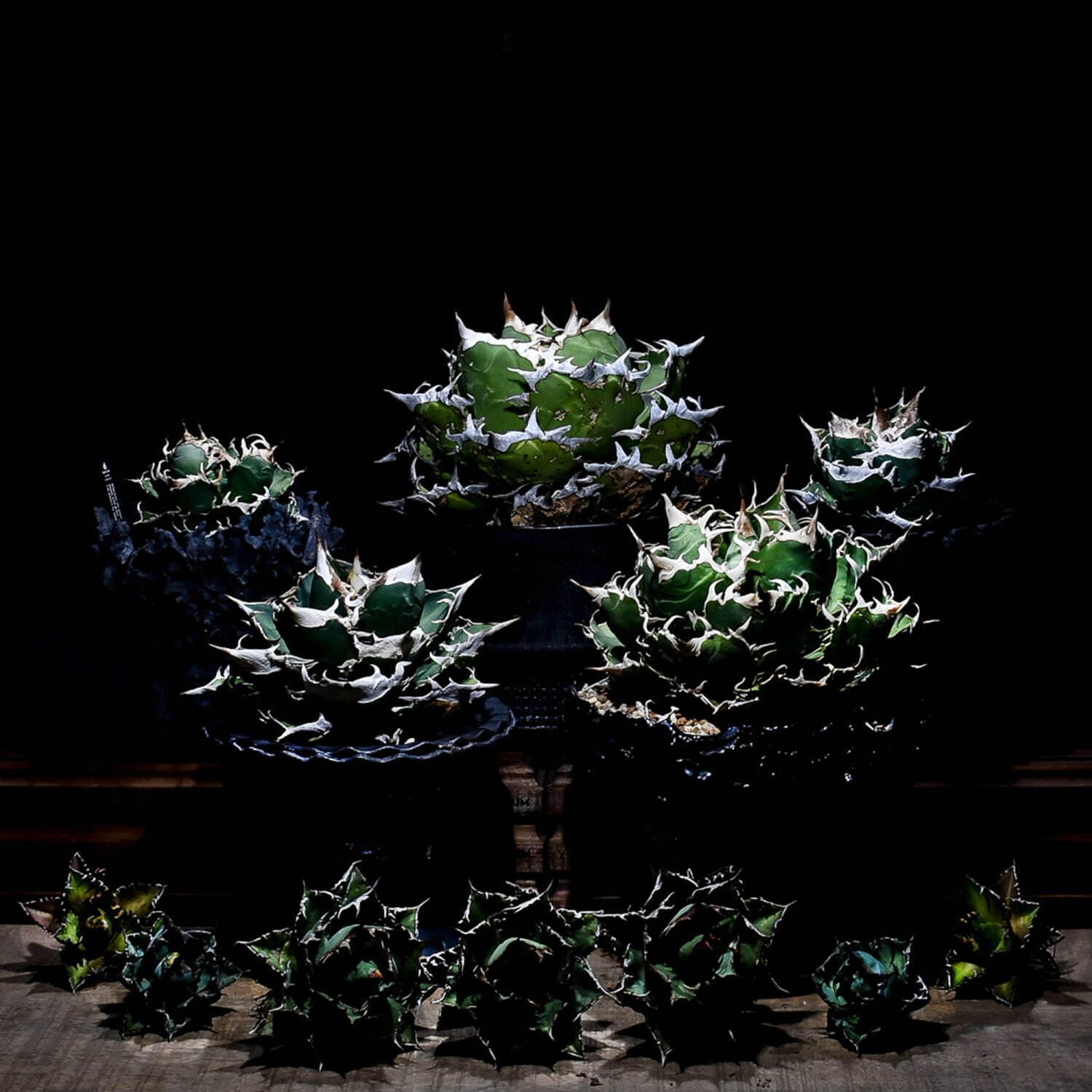 植物ショップ「ラフラム」“ぽってり”丸い希少な塊根植物が阪急メンズ東京に集結、植物棚やアート作品も｜写真4