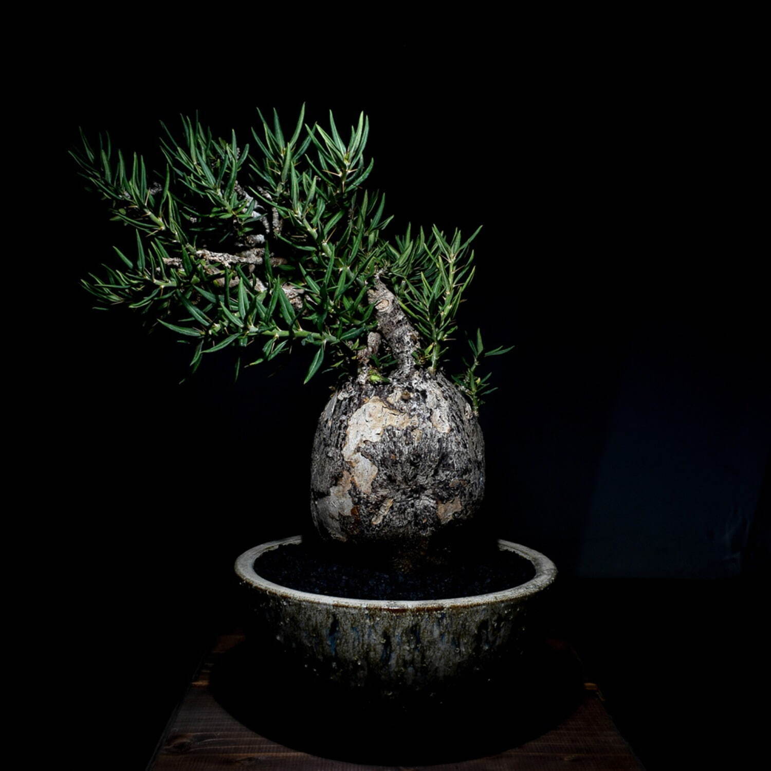 植物ショップ「ラフラム」“ぽってり”丸い希少な塊根植物が阪急メンズ東京に集結、植物棚やアート作品も｜写真14