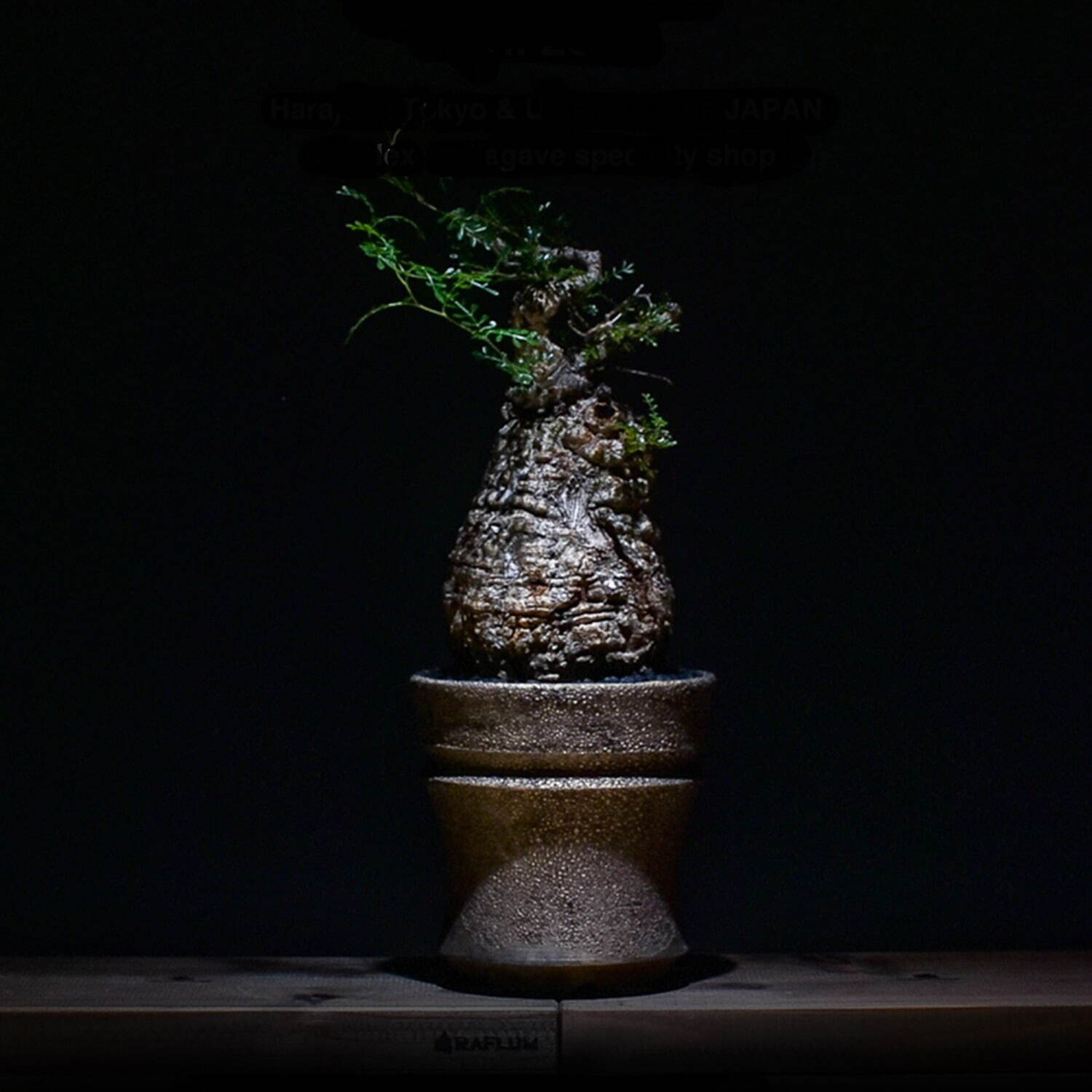 植物ショップ「ラフラム」“ぽってり”丸い希少な塊根植物が阪急メンズ東京に集結、植物棚やアート作品も｜写真13