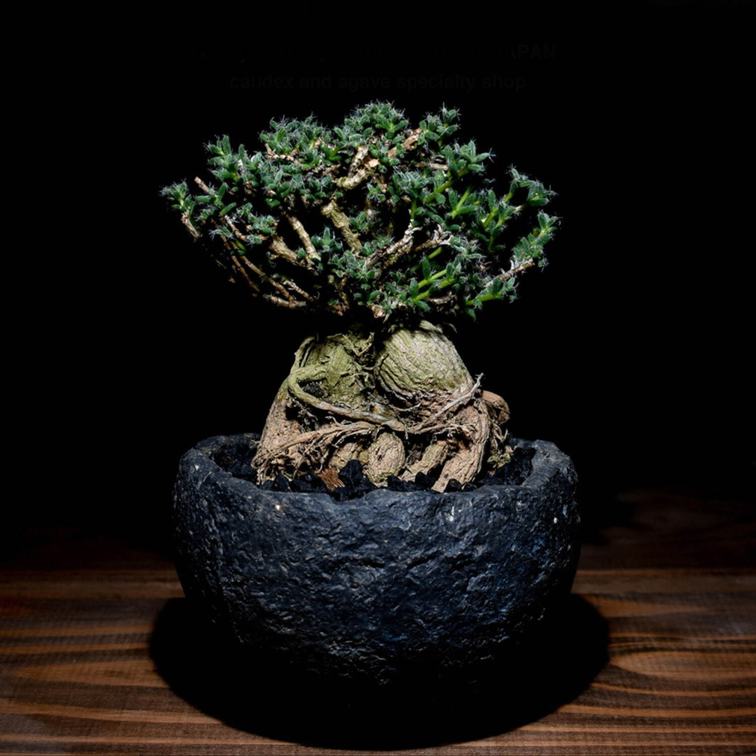 植物ショップ「ラフラム」“ぽってり”丸い希少な塊根植物が阪急メンズ東京に集結、植物棚やアート作品も｜写真16