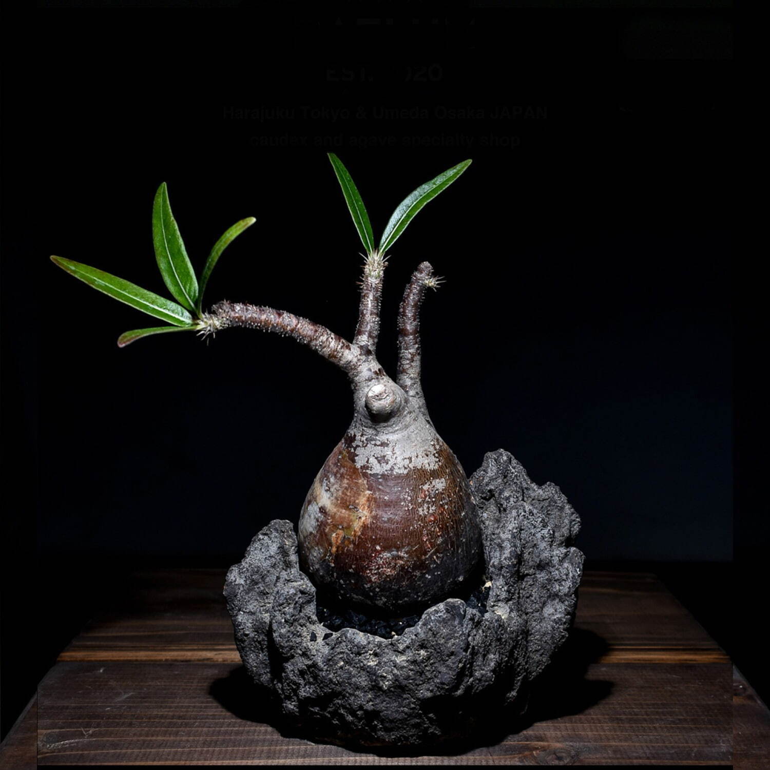 植物ショップ「ラフラム」“ぽってり”丸い希少な塊根植物が阪急メンズ東京に集結、植物棚やアート作品も｜写真8