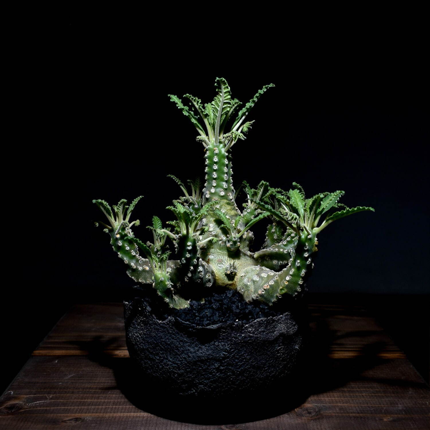 植物ショップ「ラフラム」“ぽってり”丸い希少な塊根植物が阪急メンズ東京に集結、植物棚やアート作品も｜写真17