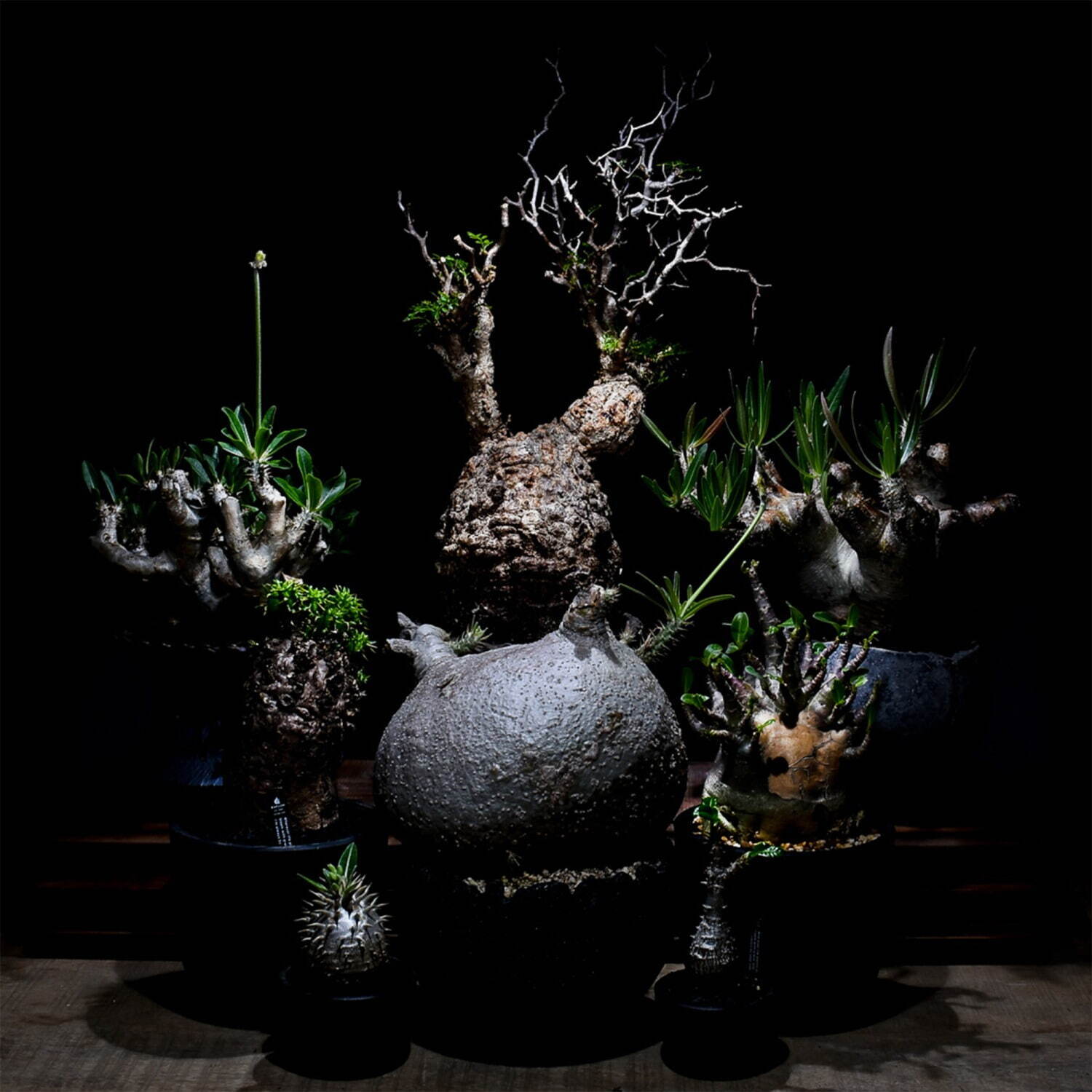 植物ショップ「ラフラム」“ぽってり”丸い希少な塊根植物が阪急メンズ東京に集結、植物棚やアート作品も｜写真5