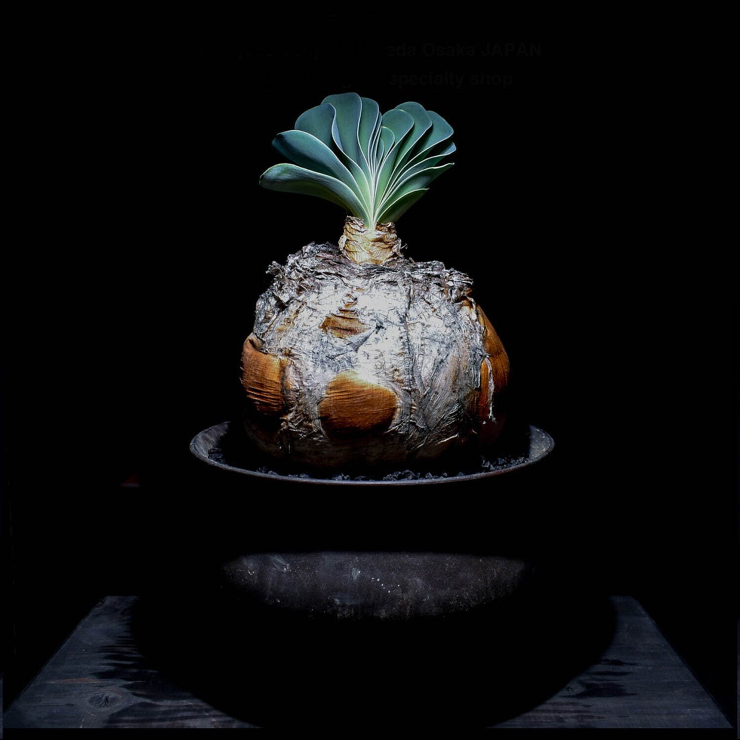 植物ショップ「ラフラム」“ぽってり”丸い希少な塊根植物が阪急メンズ東京に集結、植物棚やアート作品も｜写真15