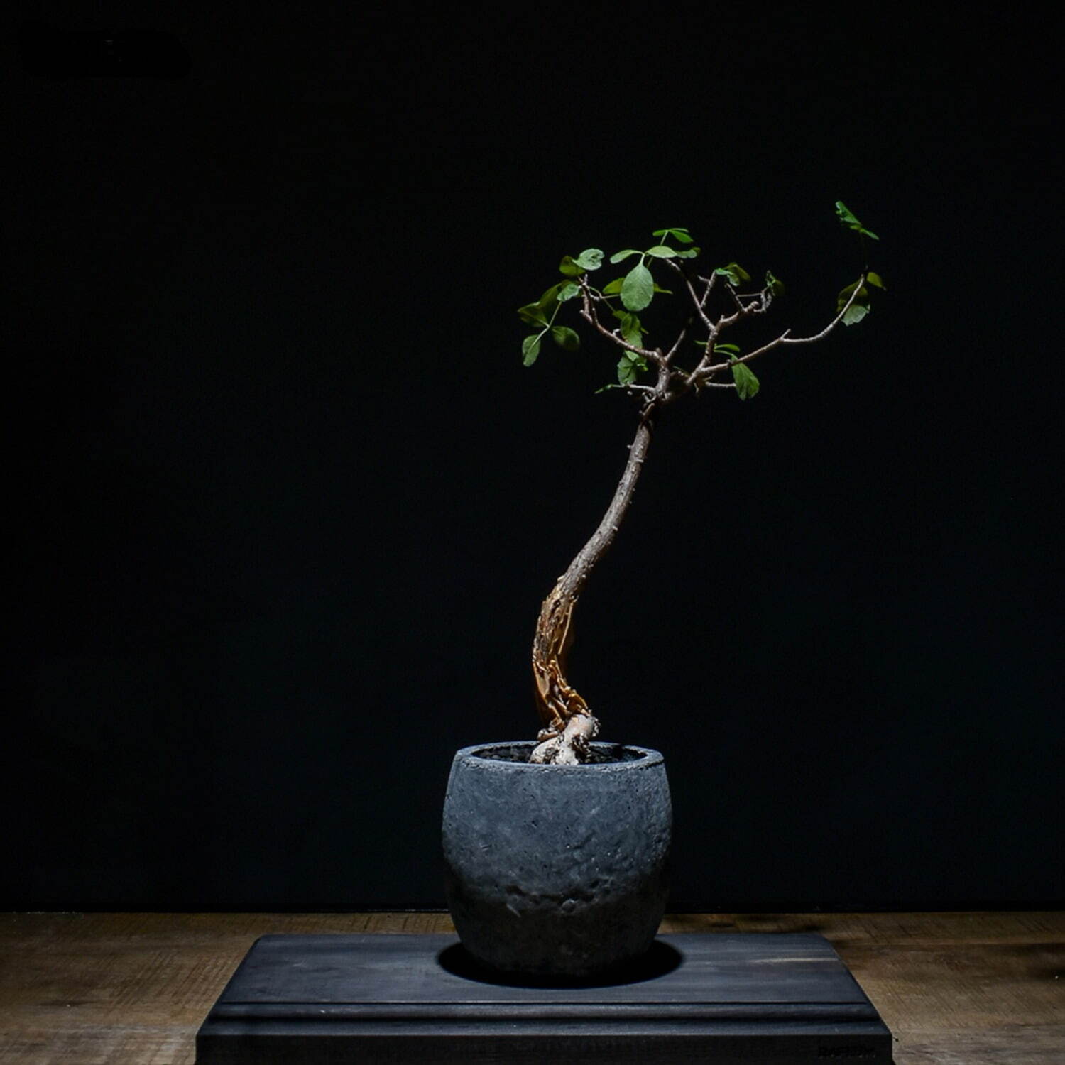 植物ショップ「ラフラム」“ぽってり”丸い希少な塊根植物が阪急メンズ東京に集結、植物棚やアート作品も｜写真18