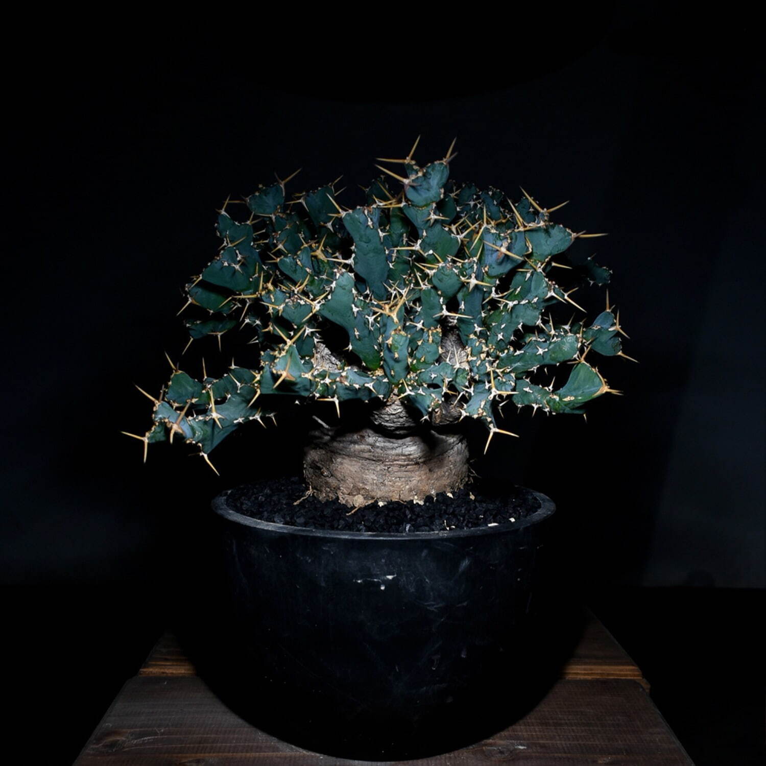 植物ショップ「ラフラム」“ぽってり”丸い希少な塊根植物が阪急メンズ東京に集結、植物棚やアート作品も｜写真10