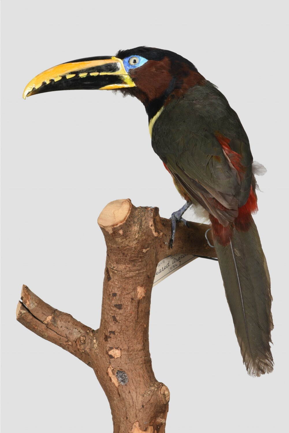 国立科学博物館で特別展「鳥 ～ゲノム解析で解き明かす新しい鳥類の系統～」ハヤブサはタカよりインコに近い？｜写真6