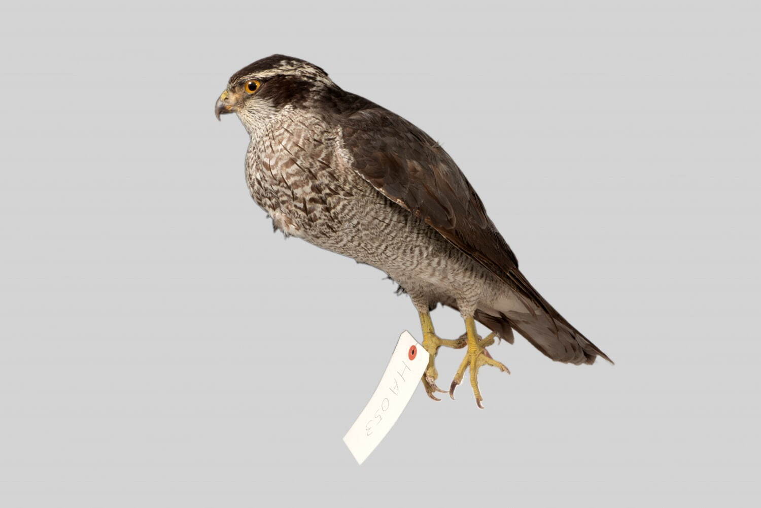 国立科学博物館で特別展「鳥 ～ゲノム解析で解き明かす新しい鳥類の系統～」ハヤブサはタカよりインコに近い？｜写真10