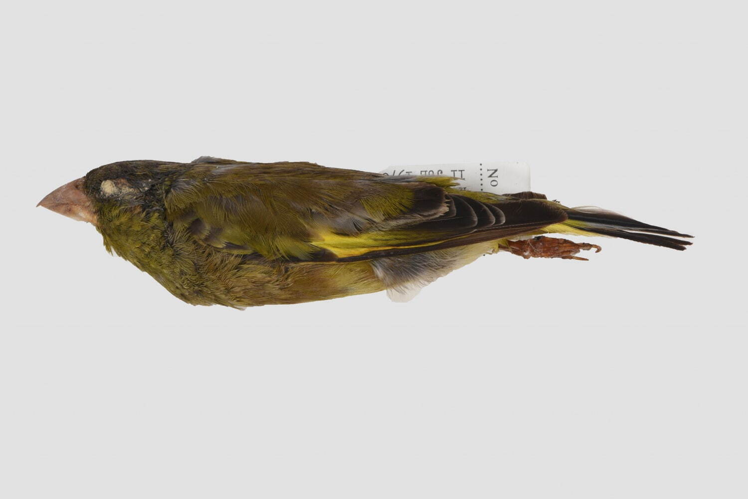 国立科学博物館で特別展「鳥 ～ゲノム解析で解き明かす新しい鳥類の系統～」ハヤブサはタカよりインコに近い？｜写真17