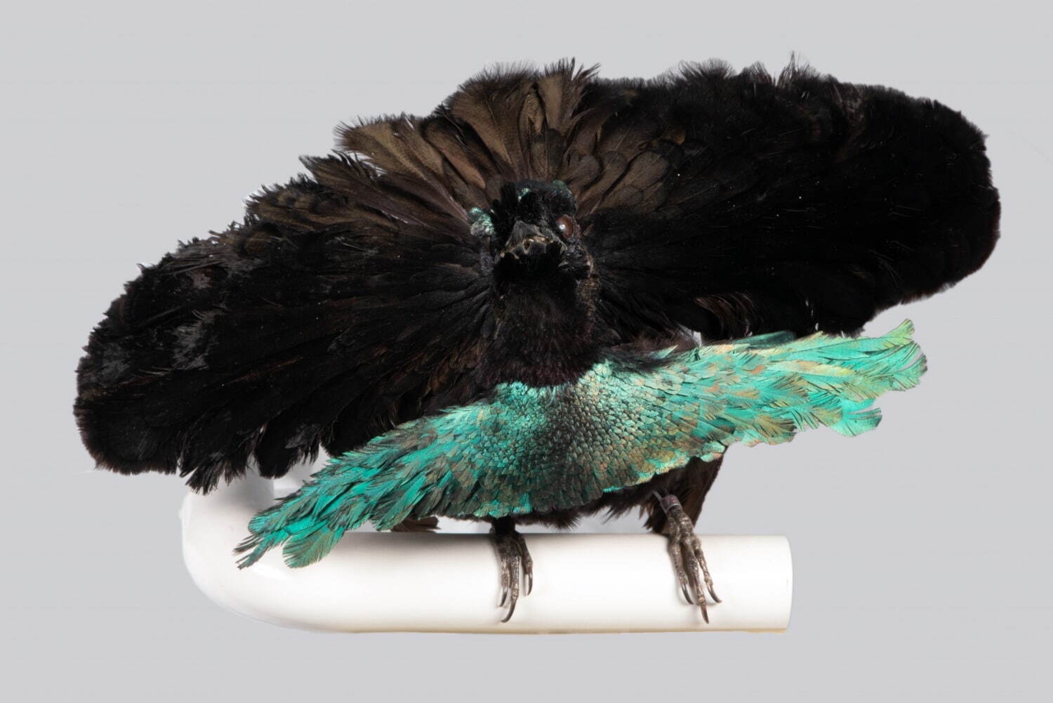 国立科学博物館で特別展「鳥 ～ゲノム解析で解き明かす新しい鳥類の系統～」ハヤブサはタカよりインコに近い？｜写真12