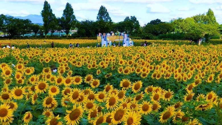 神奈川・座間市で「55万本のひまわりまつり」一面に咲き誇る大輪の向日葵｜写真2