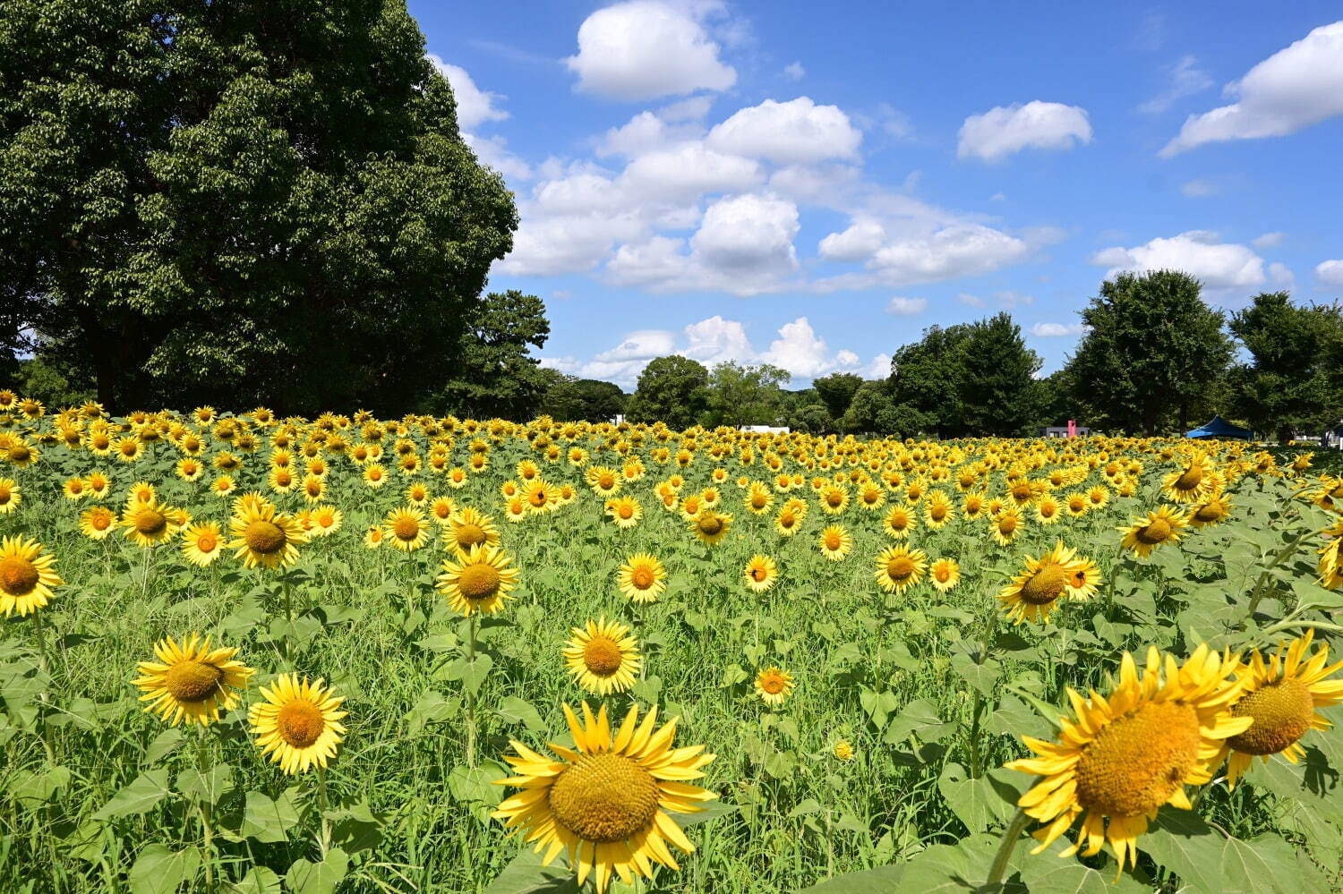 大阪「万博記念公園 ひまわりフェスタ」約12,000本が咲き誇る絶景、珍しい色のヒマワリも｜写真4